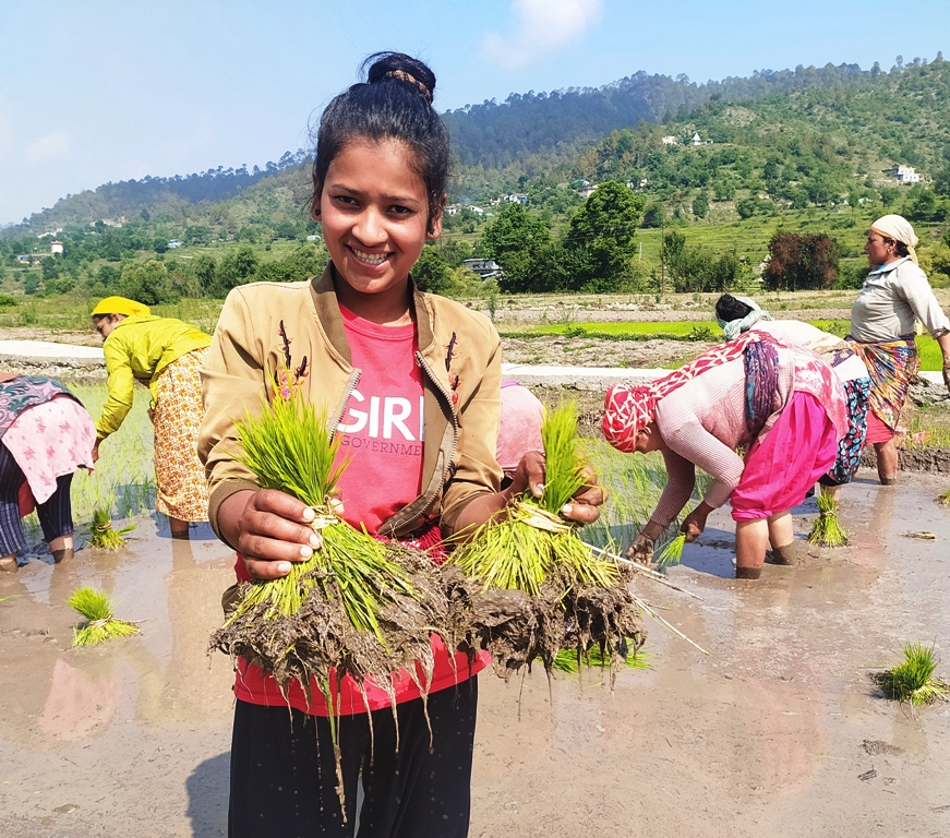 यो वर्ष हालसम्मकै बढी क्षेत्रफलमा धान रोपाइँ